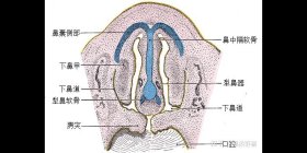 费洛蒙香水官方网站